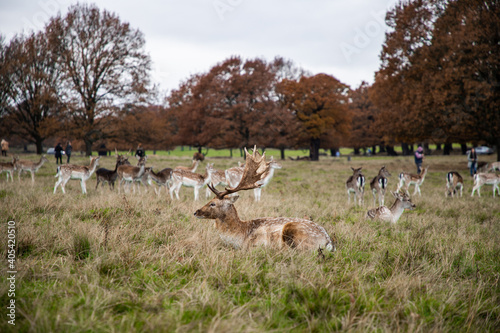 A herd of reindeer standing around in Richmond Park, London photo