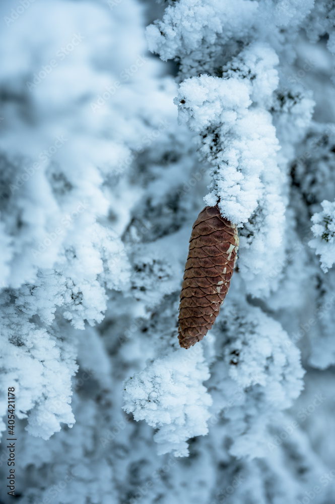 pinecone on frozen, snowcovered tree in winter
