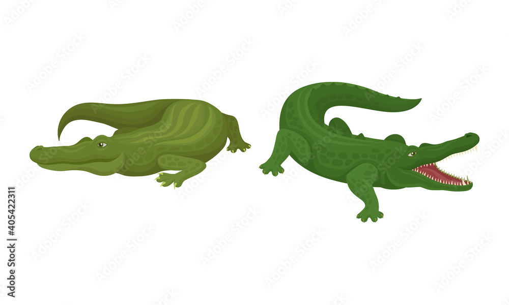 Fototapeta premium Crocodile as Green Predatory Semiaquatic Reptile Vector Set