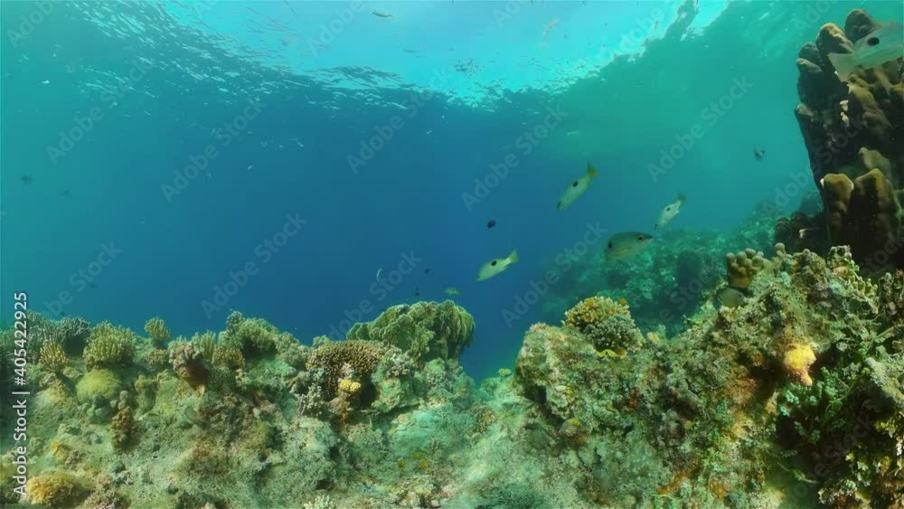 Underwater fish reef marine. Tropical colourful underwater seascape. Philippines. Underwater fish reef marine. Tropical colourful underwater seascape. Philippines.