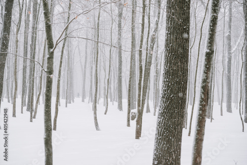 Snow-covered forest landscape in cloudy weather