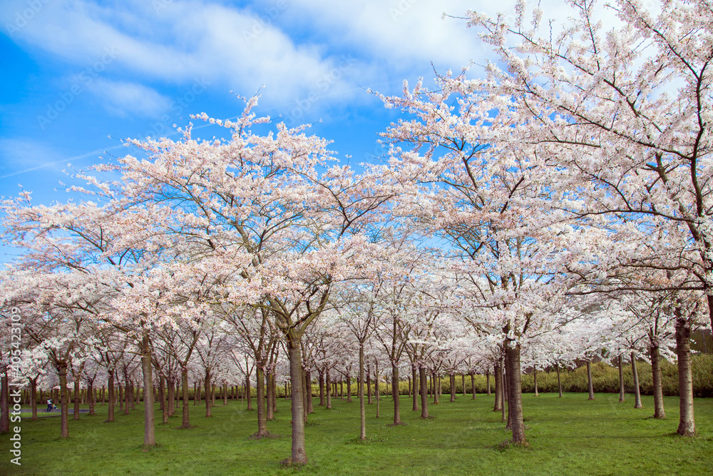 Spring cherry blossom garden.