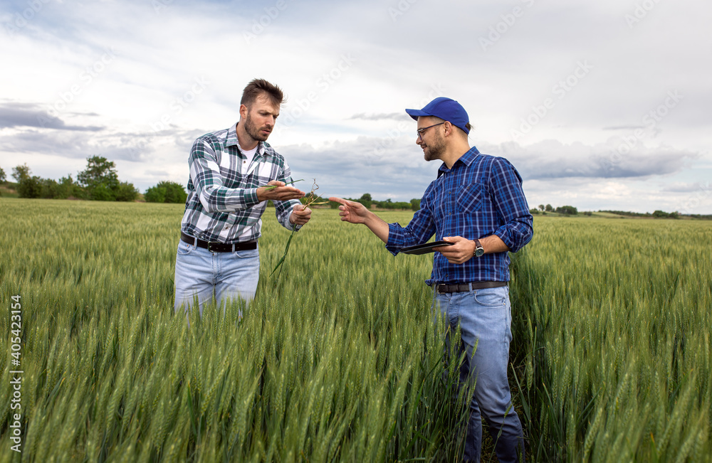 Two young farmers standing in green wheat field examining crop during the day. Two young farmers standing in green wheat field examining crop during the day.