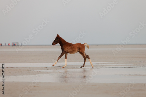 running young brown horse on a wet beach 