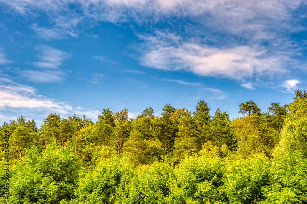 Crowns of green trees in a spring forest against a blue sky with white clouds on a sunny bright day