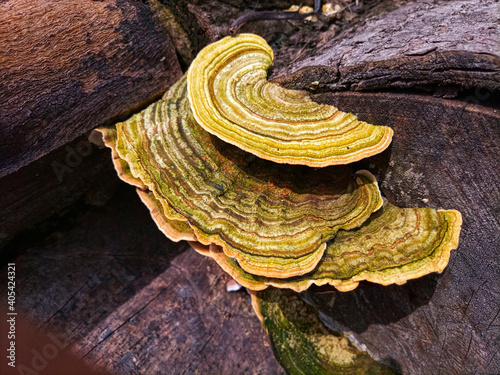 fungus growing on rotten wood © ekawepe
