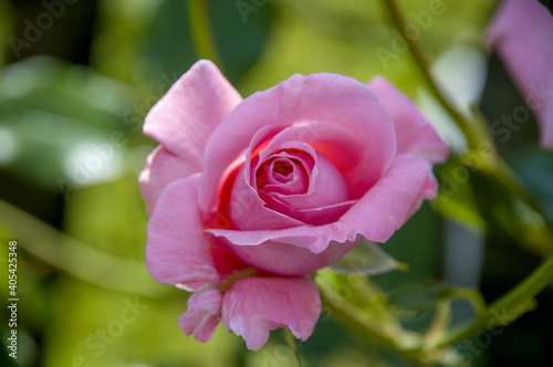 Pale pink roses  bleached by sunlight  almost ashen.