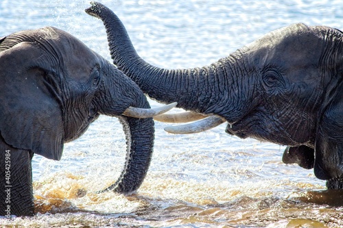 Elephants in water