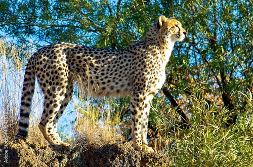 Cheetah