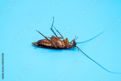 Cockroach isolated on blue background. © BoszyArtis