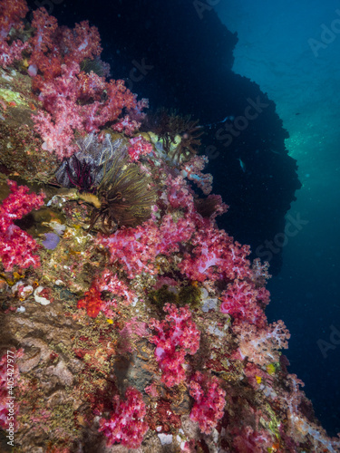 Fototapeta Naklejka Na Ścianę i Meble -  Underwater wall fully covered with corals (Mergui archipelago, Myanmar)