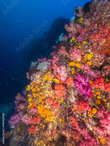 Underwater wall fully covered with corals (Mergui archipelago, Myanmar)