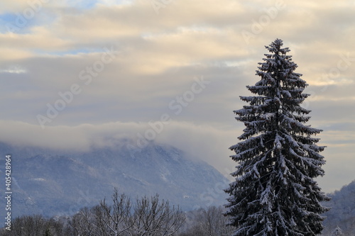 Paesaggio invernale con pino innevato in primo piano e sfondo di colline e nuvole