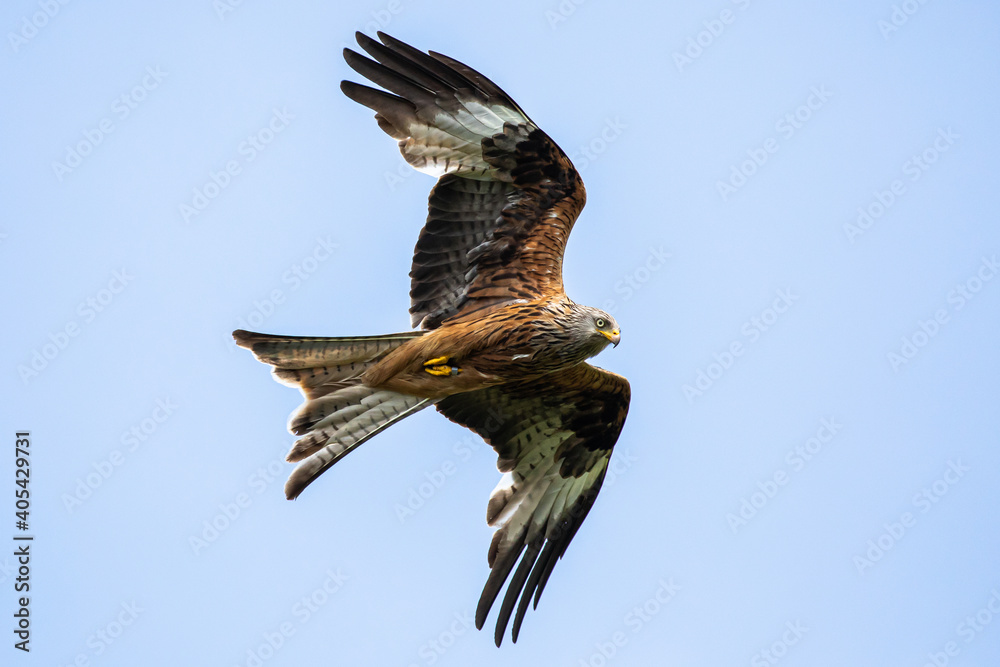 Fototapeta premium Red kites in flight