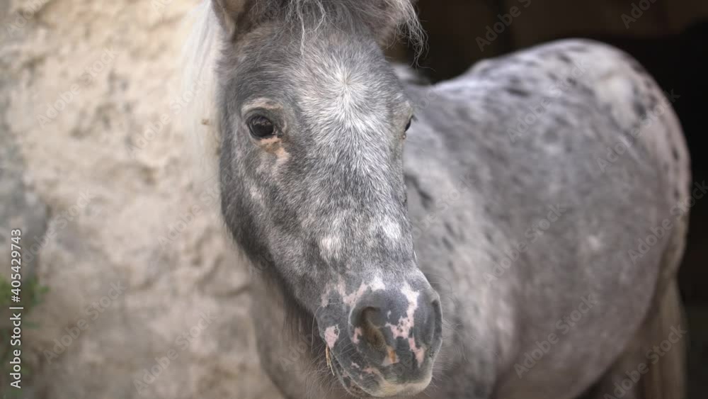 Adorable light grey pied thoroughbred young horse with white mane stands near old house stone wall at traditional farmyard close view slow motion. Adorable light grey pied thoroughbred young horse with white mane stands near old house stone wall at traditional farmyard close view slow motion.