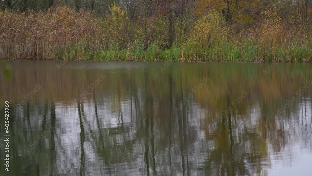 Cloudy fall weather concept. Calm surface of river with reflections of colorful bright green and orange autumn plants and trees on peaceful surface of water Cloudy fall weather concept. Calm surface of river with reflections of colorful bright green and orange autumn plants and trees on peaceful surface of water