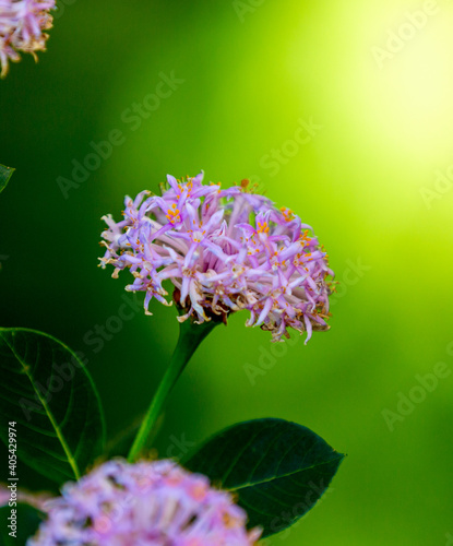 Close up of Pom-pom tree flowers. Botanical name: Dais cotinifolia. photo