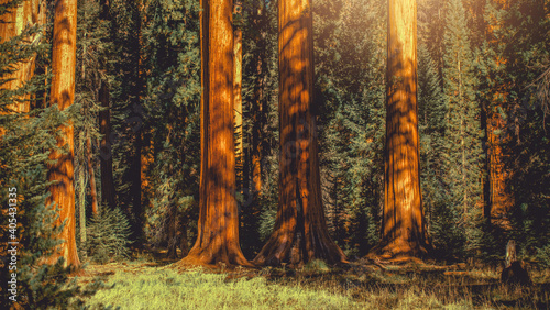 Giant Sequoia Trees Woodland Panoramic