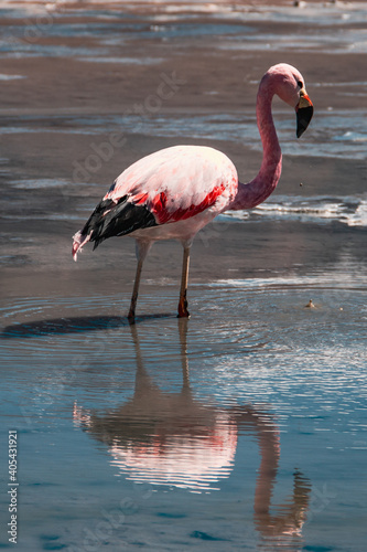 Flamingo striking a pose at one of the lagunes in famous salt desert Salar de Uyuni, Bolivia