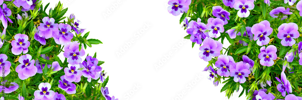 Floral frame or border with pansy flowers and green leaves isolated on white, close up and copy space for text. Spring or summer background for greeting card, invitation with violets flowers Floral frame or border with pansy flowers and green leaves isolated on white, close up and copy space for text. Spring or summer background for greeting card, invitation with violets flowers