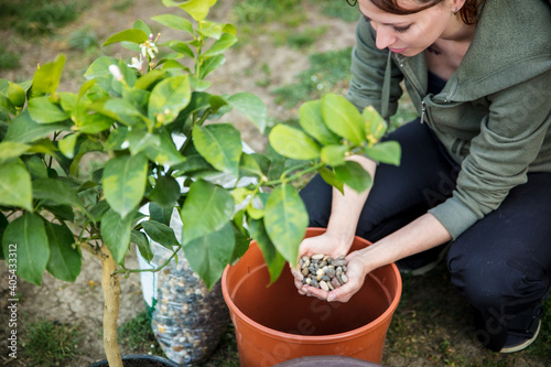 woman is repotting or planting a lemon tree in a brown plastic pot
