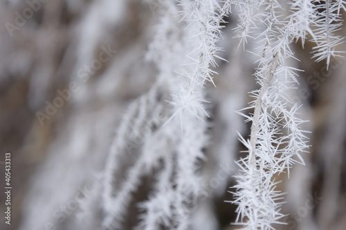Beautiful winter nature. Frozen trees. © vladorlov