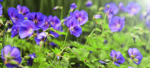 Spring summer flowers during sunny day