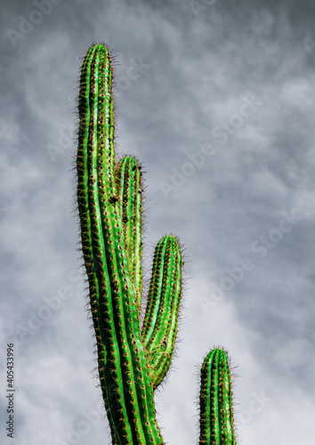 Solo cactus