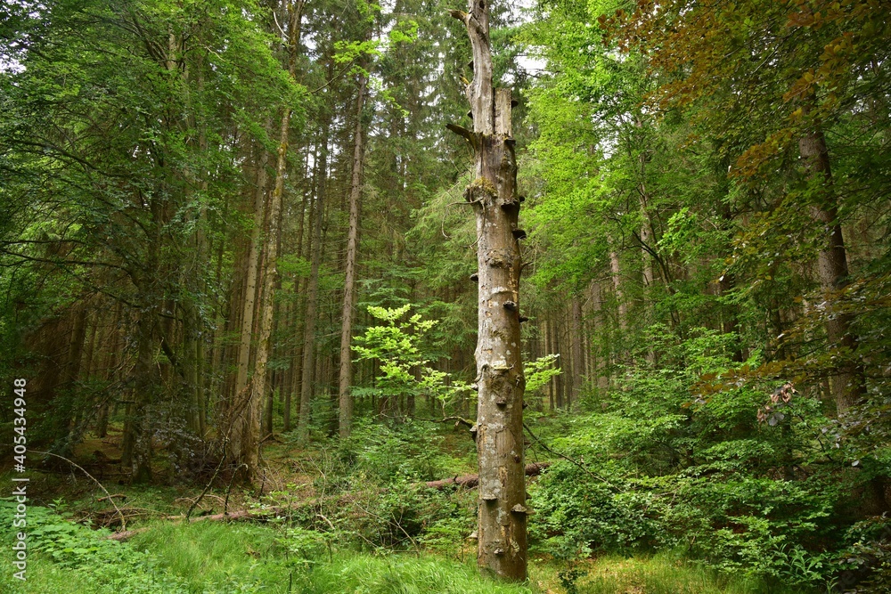 Zofin Primeval Forest is a Czech rainforest-like looking forest and natural heritage in South Bohemia, Czech Republic. Zofin Primeval Forest is a Czech rainforest-like looking forest and natural heritage in South Bohemia, Czech Republic.