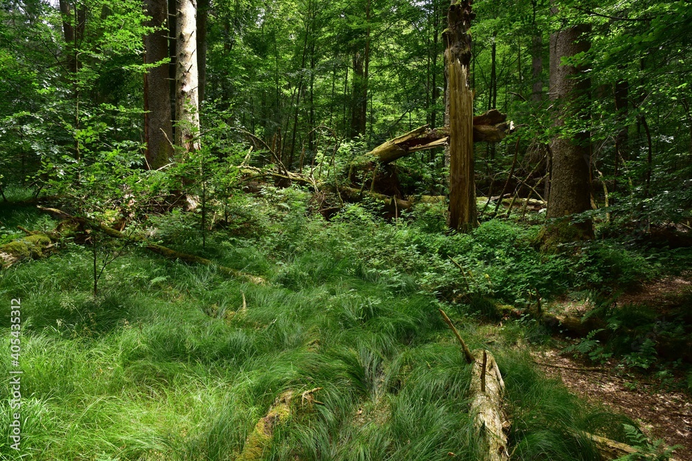 Zofin Primeval Forest is a Czech rainforest-like looking forest and natural heritage in South Bohemia, Czech Republic. Zofin Primeval Forest is a Czech rainforest-like looking forest and natural heritage in South Bohemia, Czech Republic.