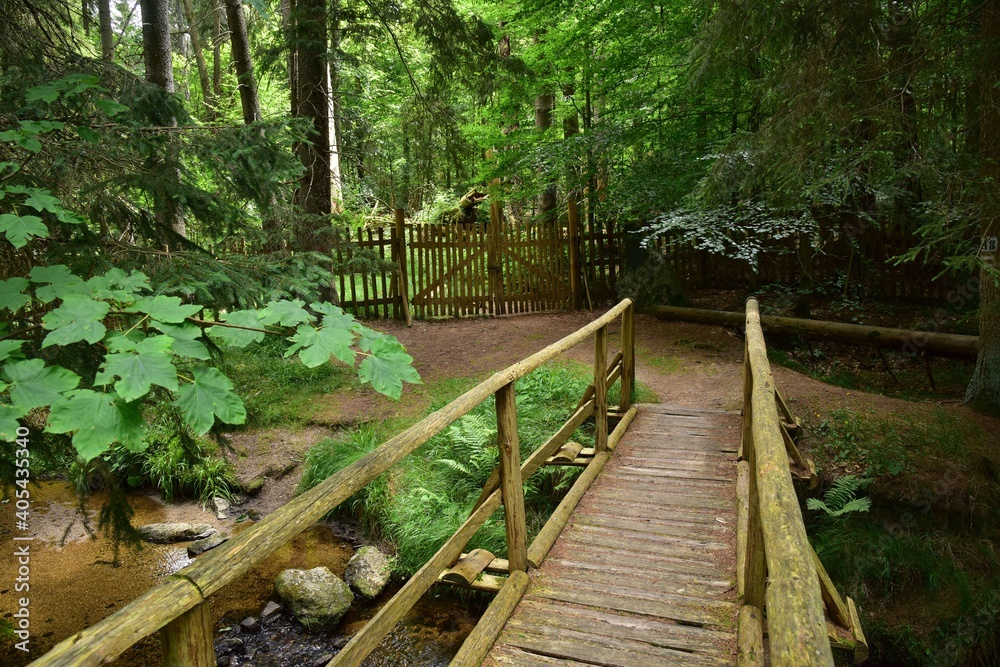 Zofin Primeval Forest is a Czech rainforest-like looking forest and natural heritage in South Bohemia, Czech Republic. Zofin Primeval Forest is a Czech rainforest-like looking forest and natural heritage in South Bohemia, Czech Republic.