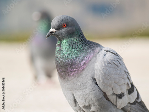 Retrato de uma pomba comum photo