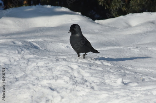 black bird walking in the snow looking for food