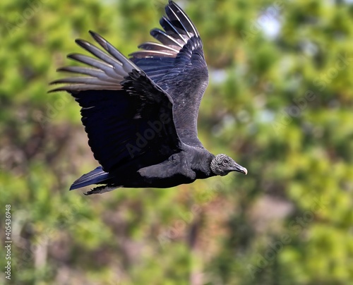 Black vulture in flight up close with green foliage background. Coragyps atratus.