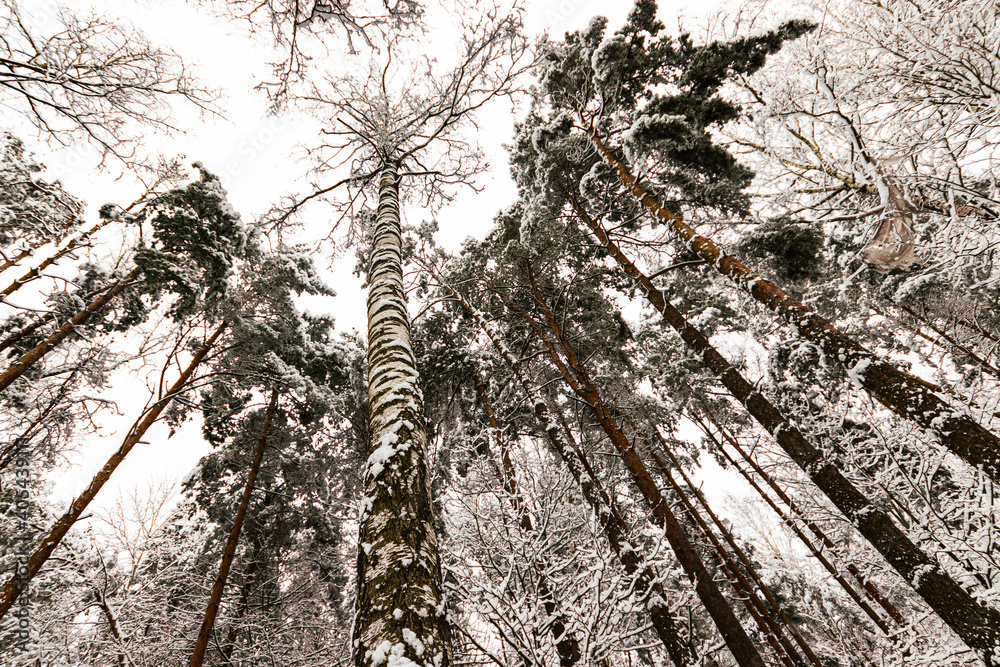 Fototapeta premium pine forest in the morning