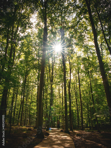 Fototapeta Naklejka Na Ścianę i Meble -  Summerly colors in Danish forest as the sun shines through the trees