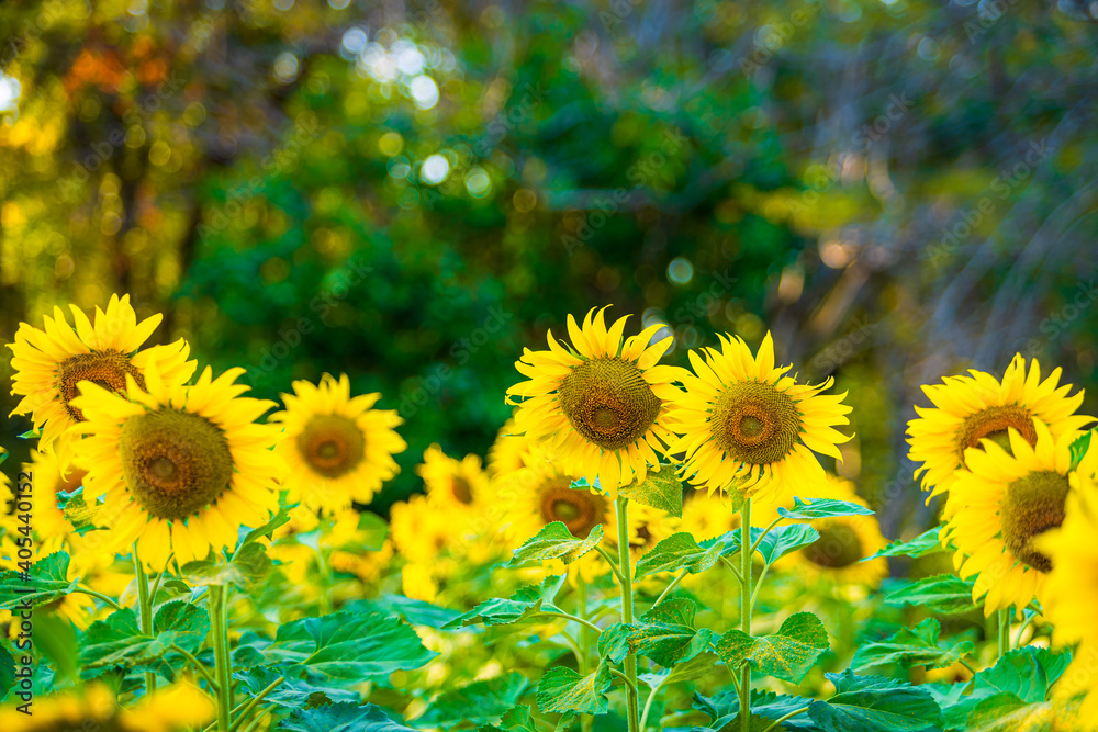 Sunflowers field blooming background Summer sunset in Thailand Sunflowers field blooming background Summer sunset in Thailand