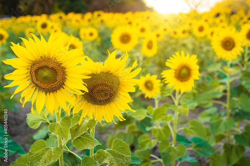 Sunflowers field blooming background Summer sunset in Thailand