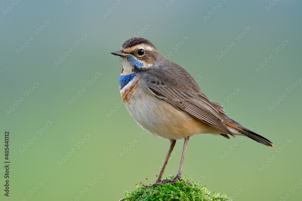 Obraz premium bird photography in early morning will meet bird perching on top of mossy pole with chubby look