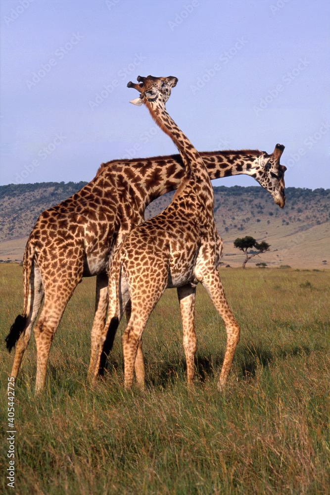 Fototapeta premium Necking Behaviour of Courting Giraffes, Masai Mara, Kenya