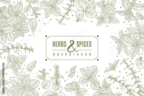 Sketch herbs frame illustration