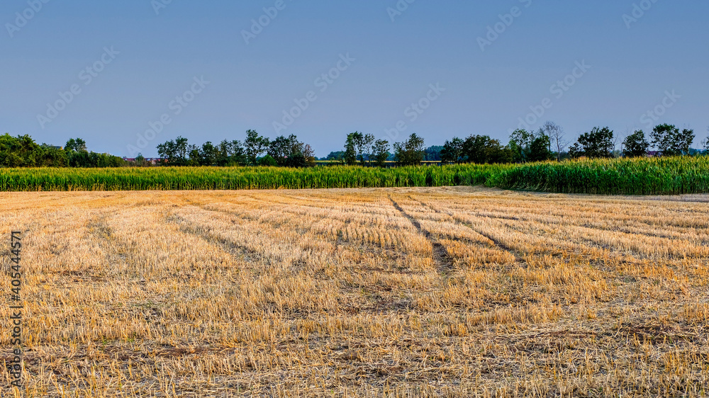 Abgeerntetes Getreidefeld mit Reifenspuren