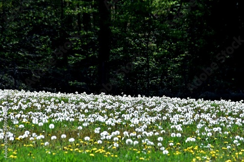 Fototapeta Naklejka Na Ścianę i Meble -  Eine Wiese voller Pusteblumen