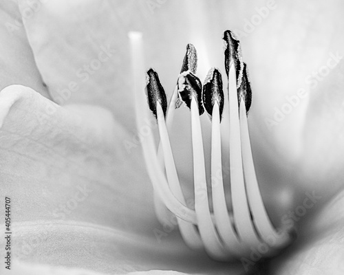 Black and white flower stems close up