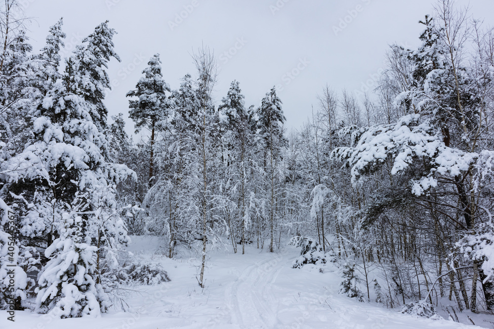 natural background with winter landscape with snow road in the forest