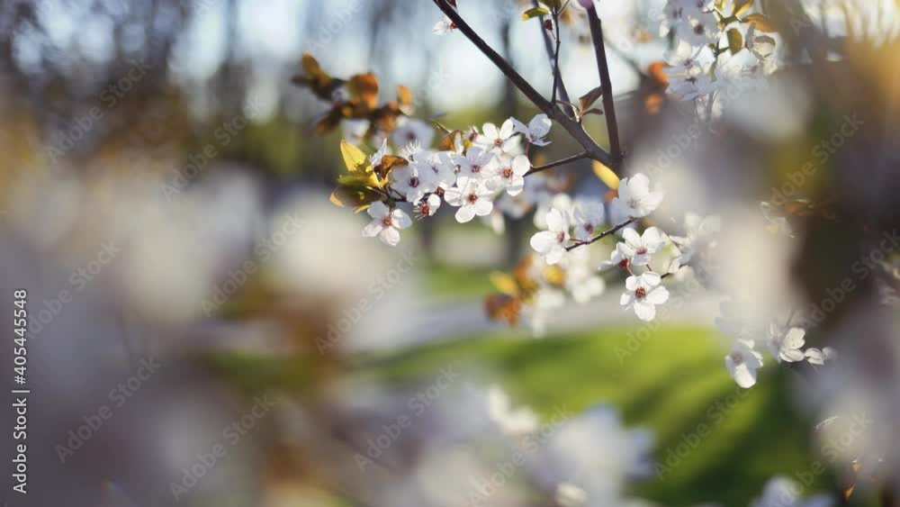 Beautiful spring blossom of trees growing in garden or park outdoors. 4k abstract floral video background Beautiful spring blossom of trees growing in garden or park outdoors. 4k abstract floral video background