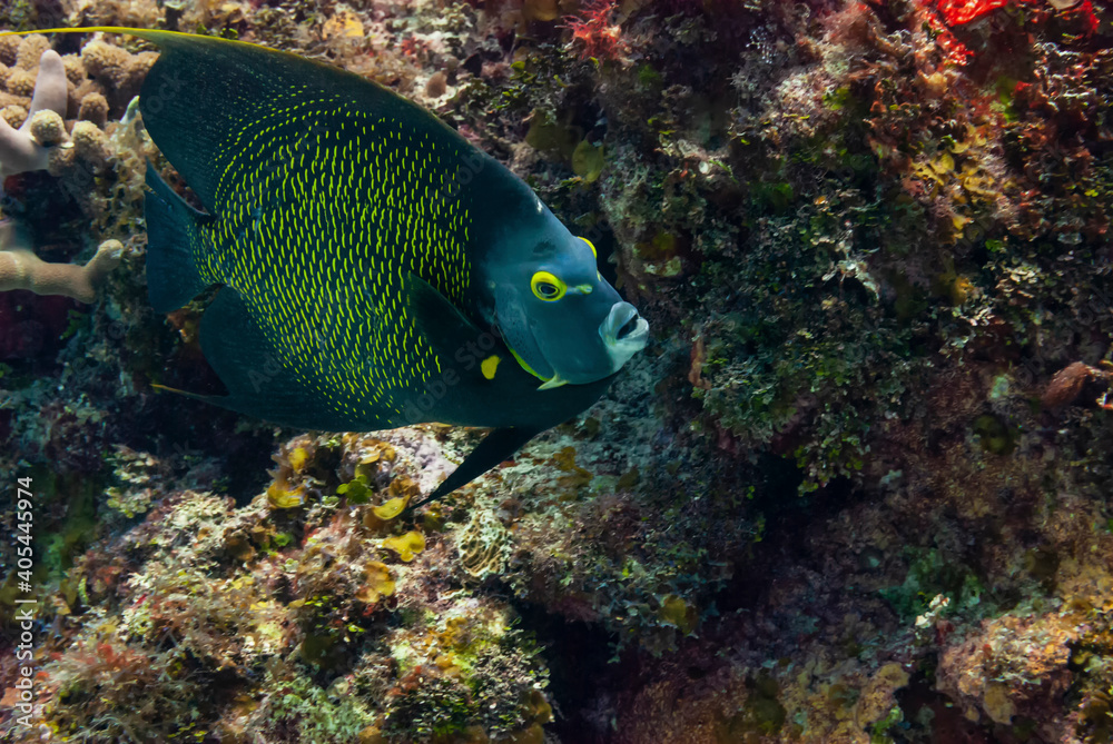 French Angelfish swimming in the Caribbean Sea French Angelfish swimming in the Caribbean Sea