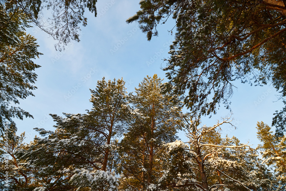 Fototapeta premium The tops of trees with With green branches against a blue sky