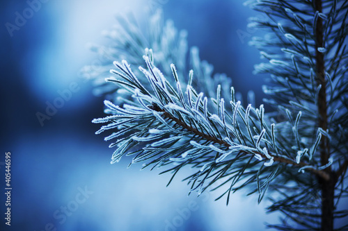 Thin long pine needles on the branches are covered with frost and snow on cold frosty days in winter. Forest in January. Coniferous trees.