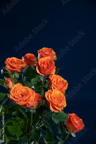 orange little roses